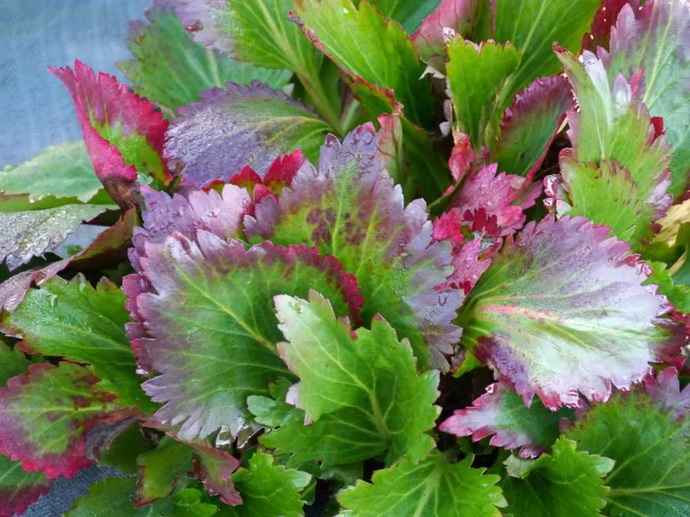 Photo of Mukgenia ‘Nova Flame’ from Terra Nova Nurseries