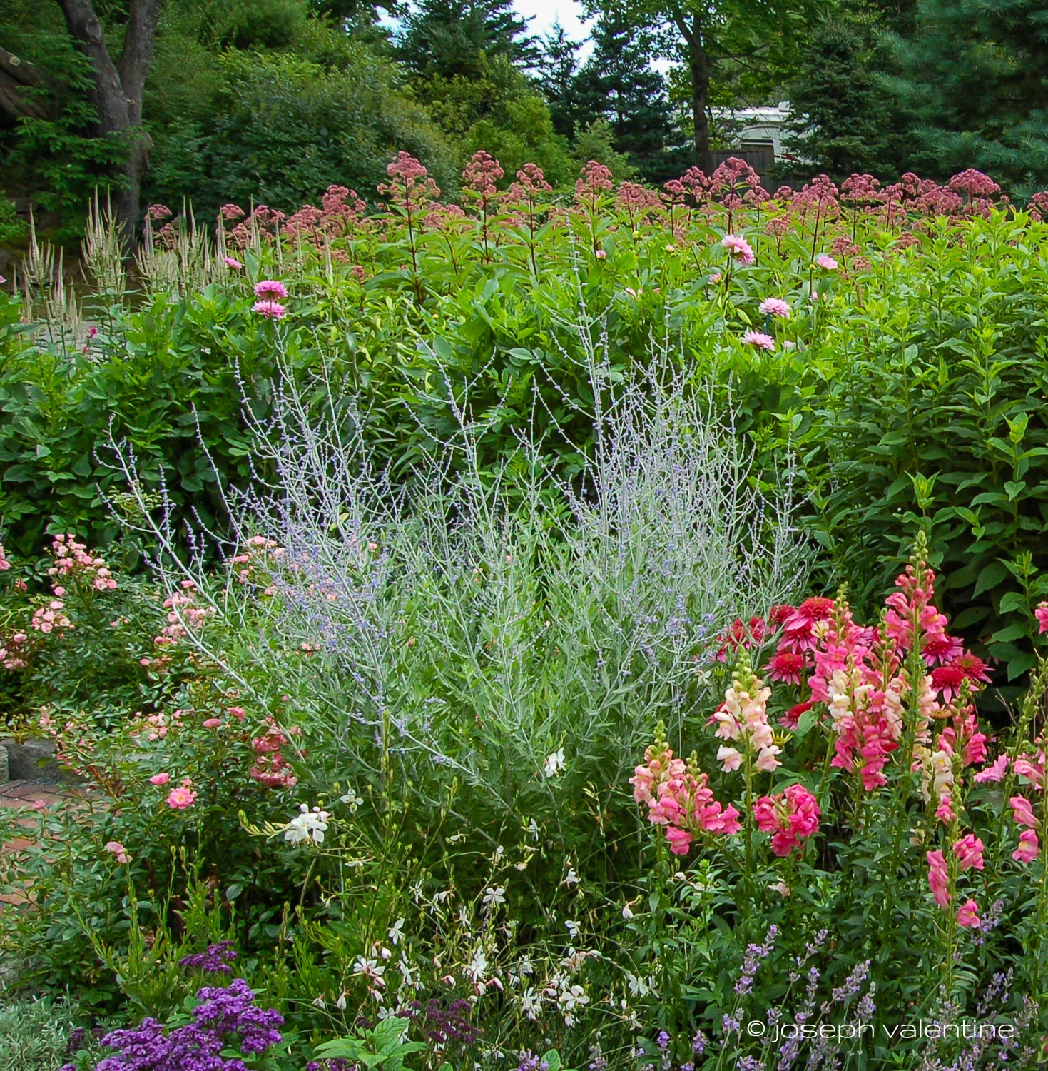 All decked out in her airy purple-blue dress, Russian Sage (Perovskia atriplicifolia) struts her stuff in this garden in Maine, in a way she never did for me!