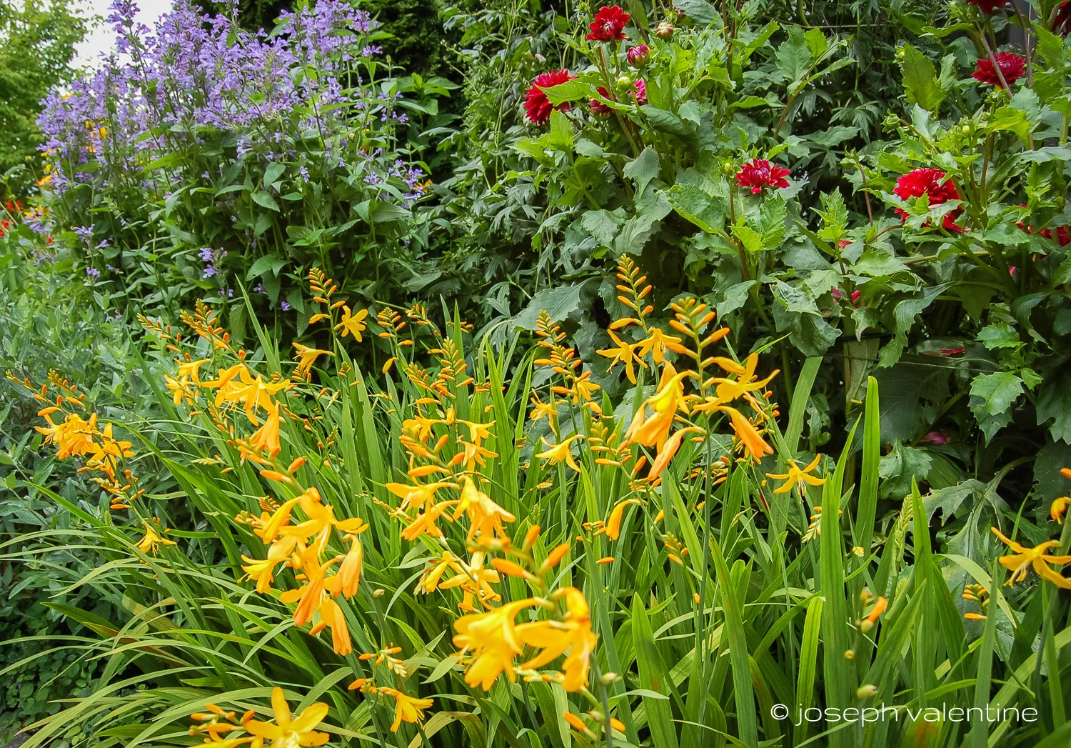 Crocosmia 'George Davidson'
