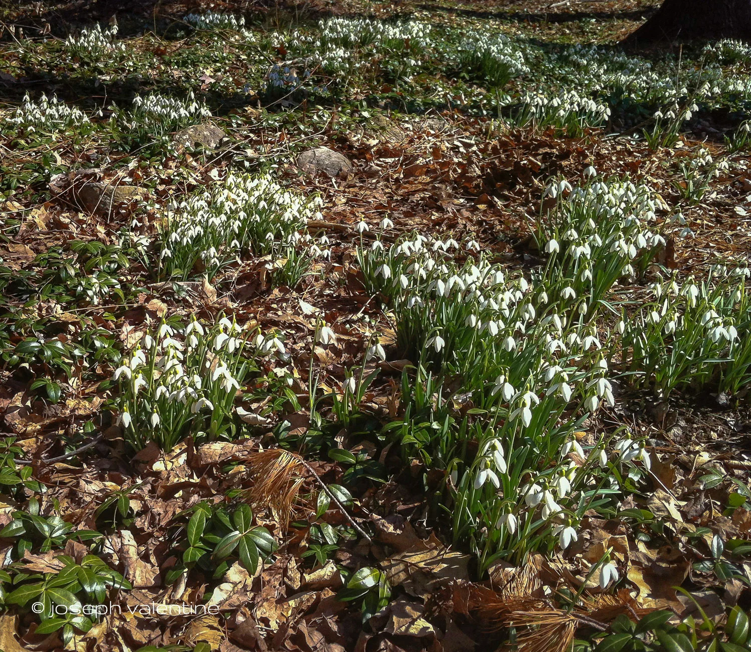 Snowdrops cover a hillside in the New Hampshire garden of Maude Odgers.