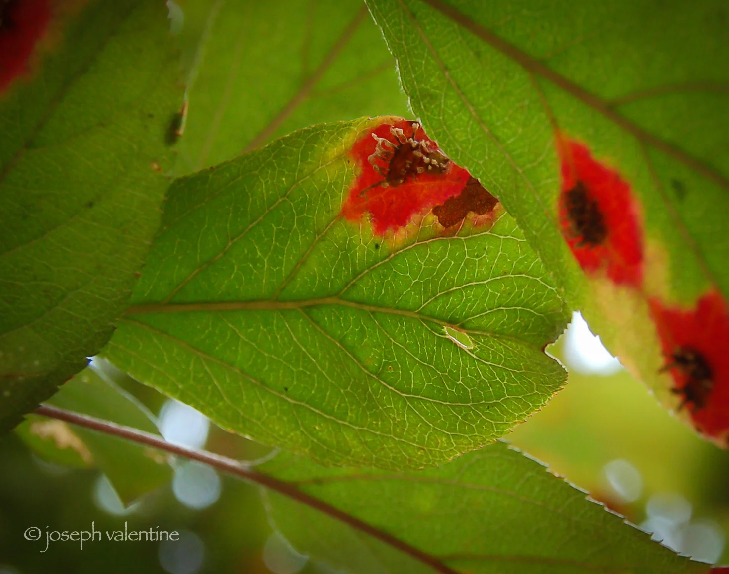 The tell-tale red-orange spots on the leaves of this crabapple indicate it has been infected with cedar apple rust. Within the spot on the upper leaf surface the fungus produces specialized fruiting bodies called spremagonia. On the lower side of the leaf (seen here in the photo) raised, hair-like fruiting bodies called aecia appear.