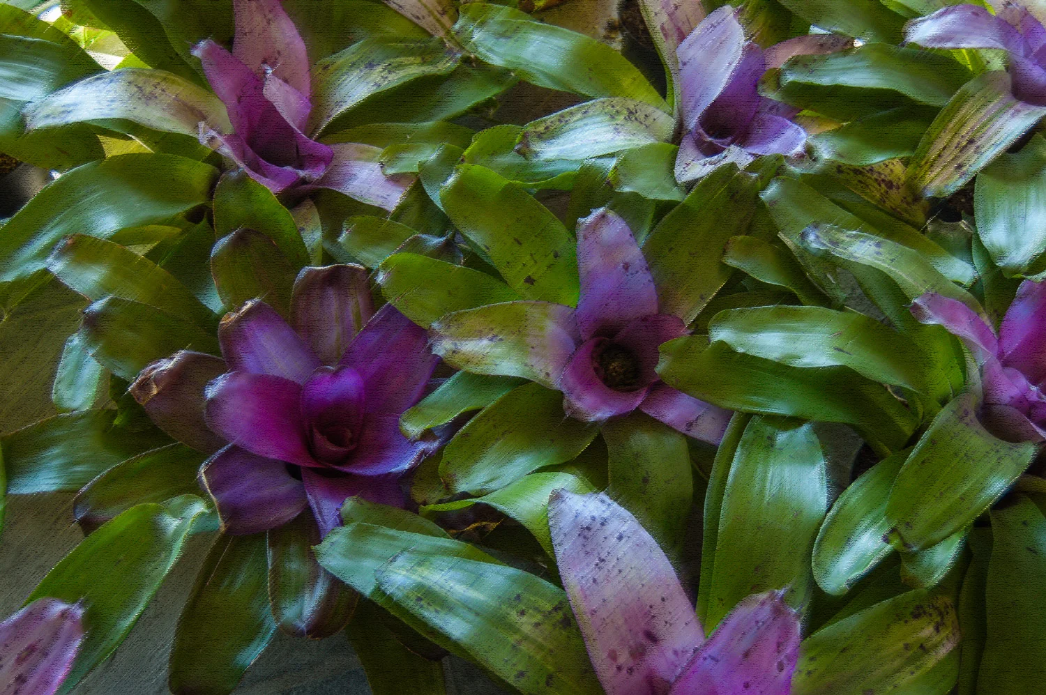 Bromeliads