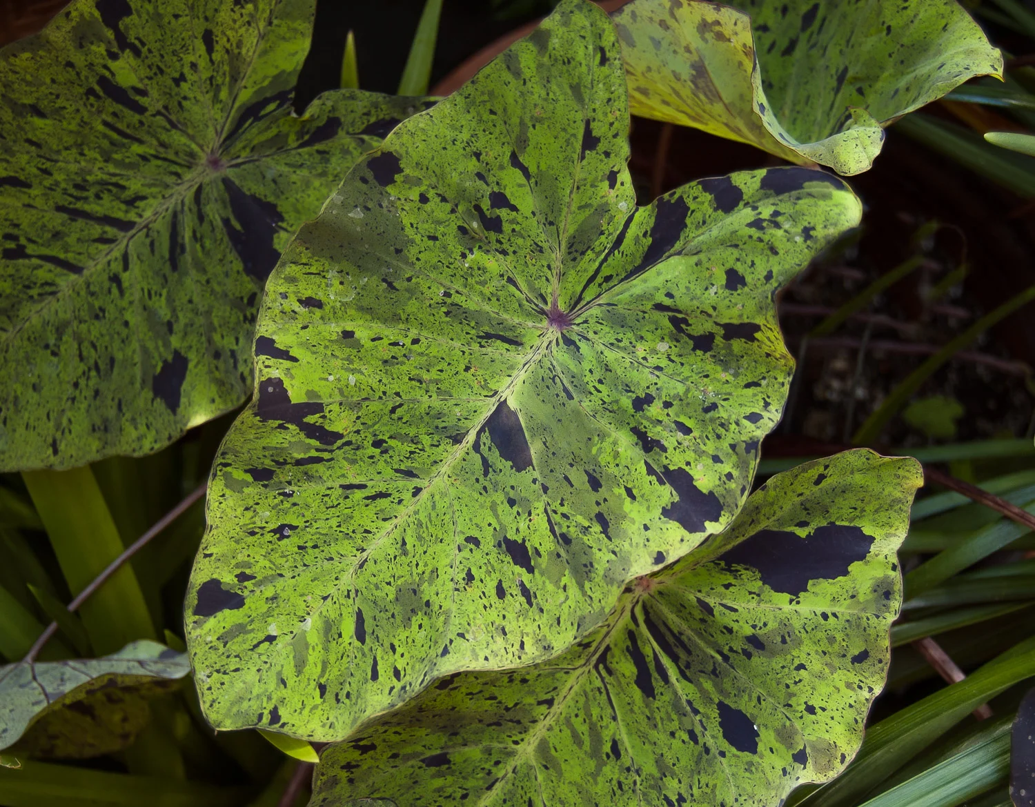 Colocasia 'Mojito'