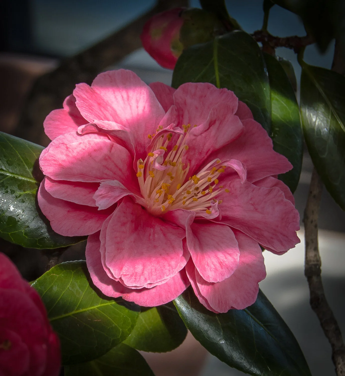 Camelia japonica