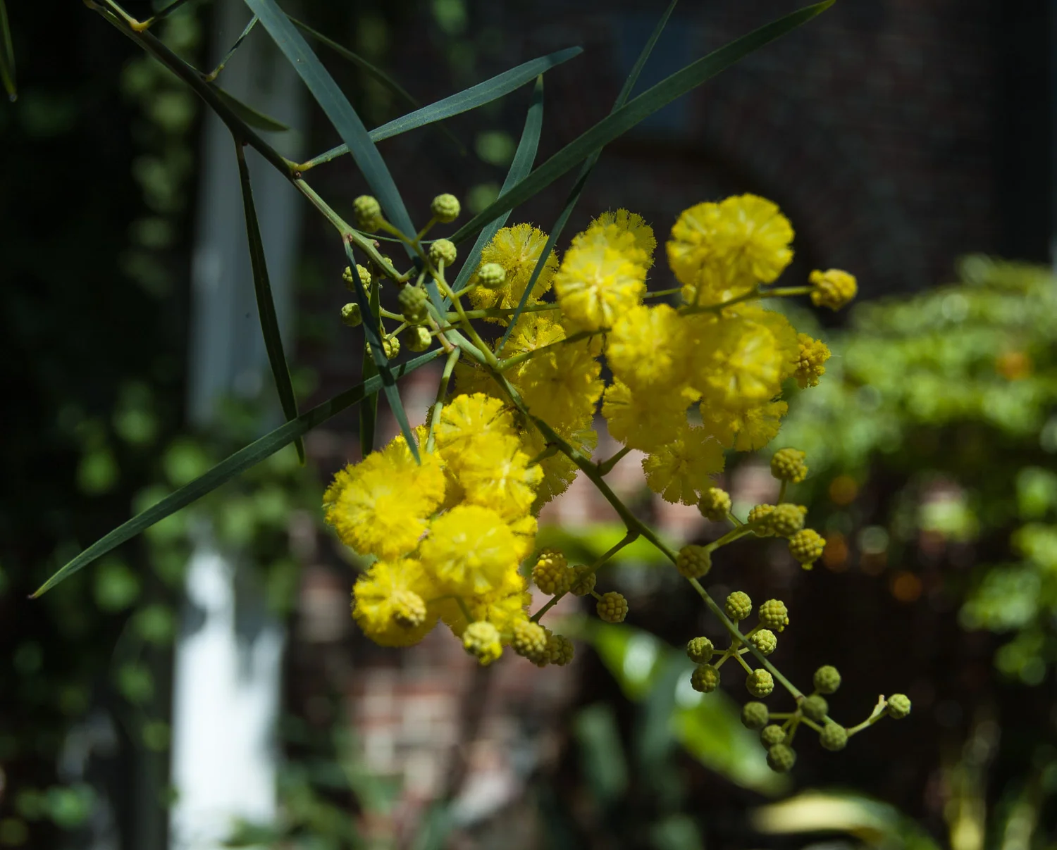 Acacia saligna