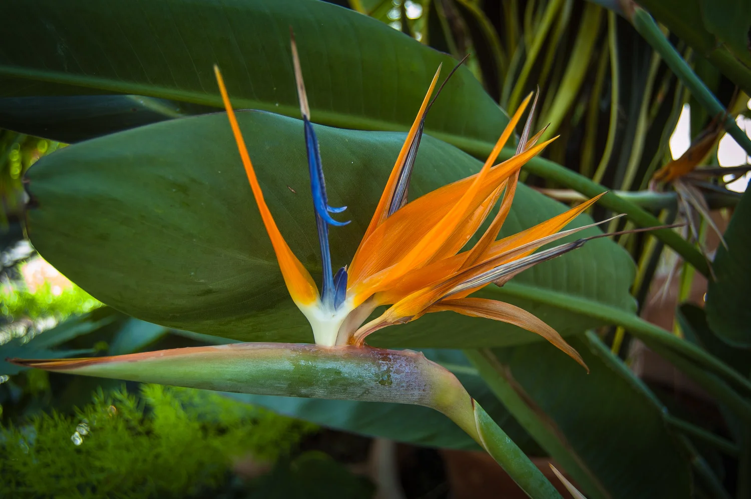 Bird of Paradise (Strelitzia reginae)