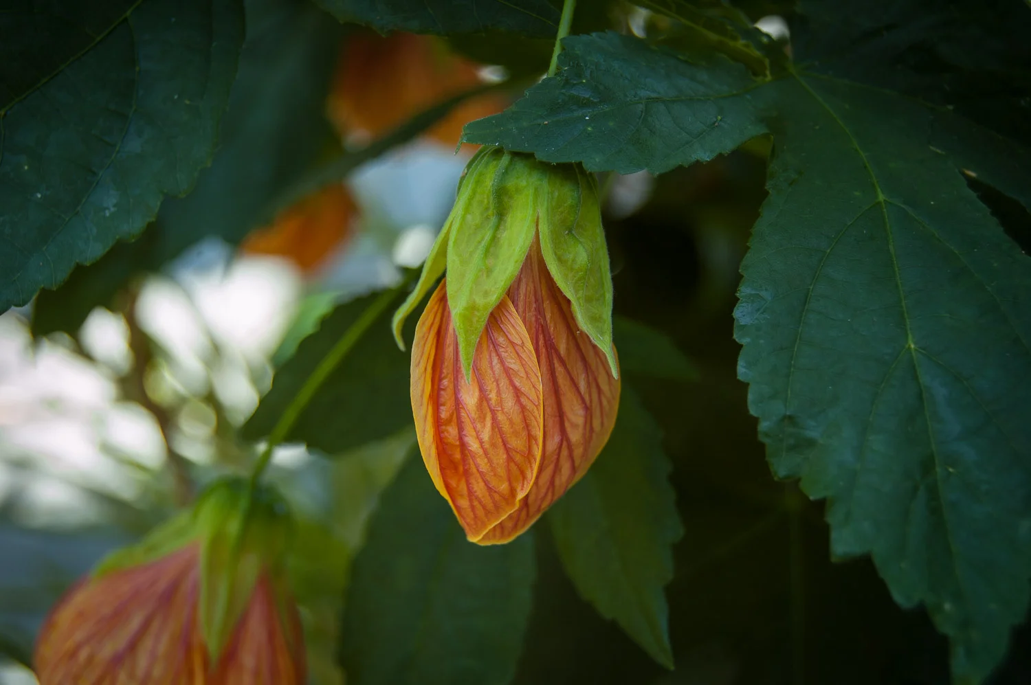 Abutilon 'pictum'