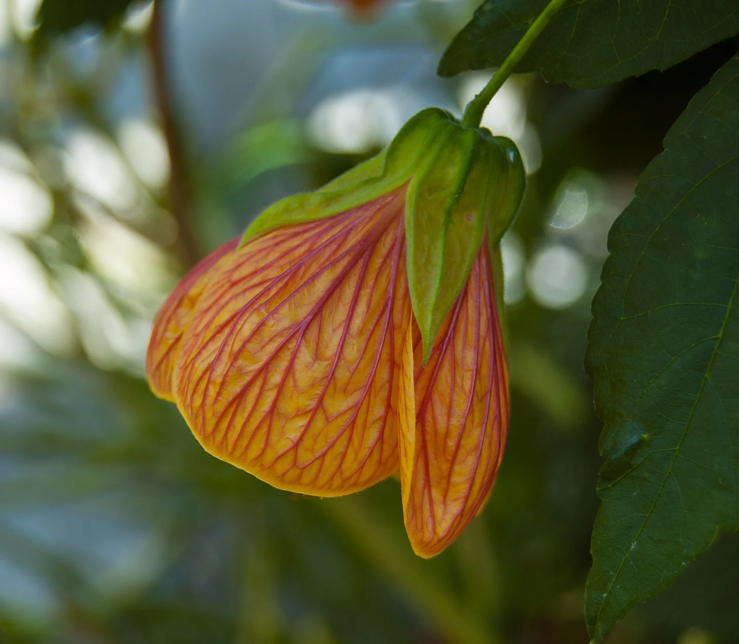 Abutilon 'pictum'