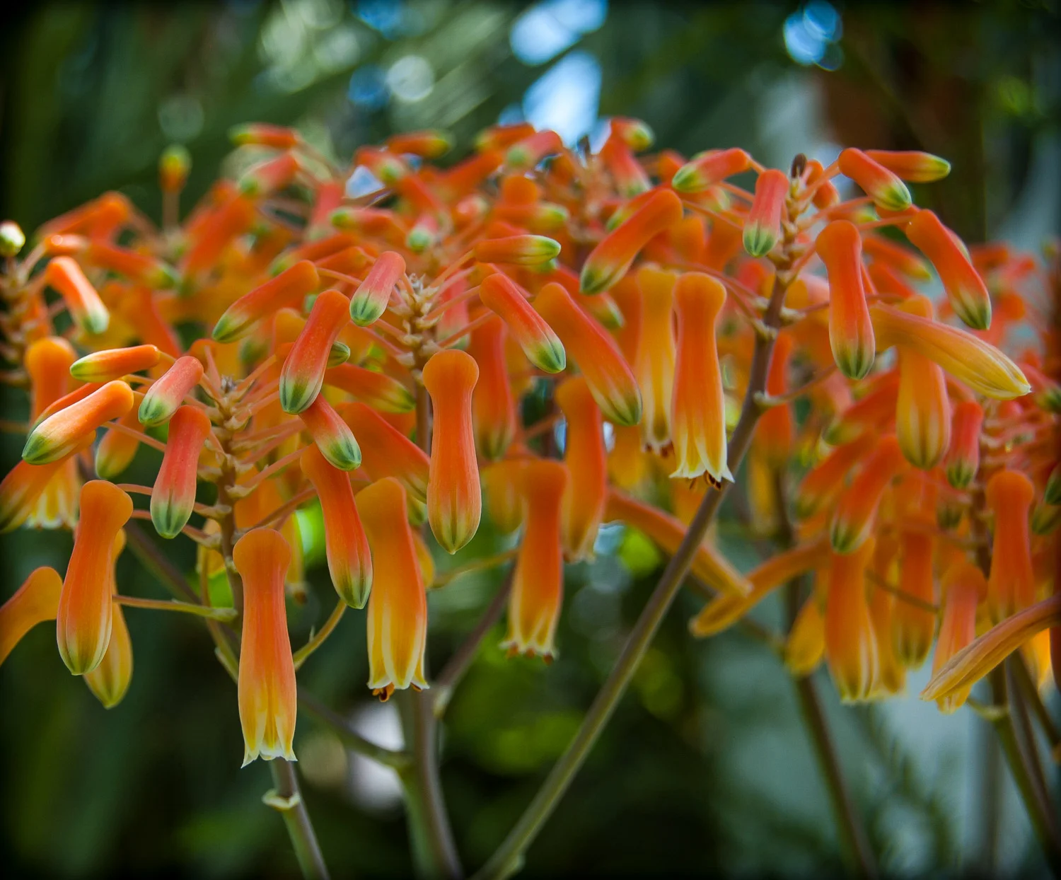 Flowers of Aloe saponaria