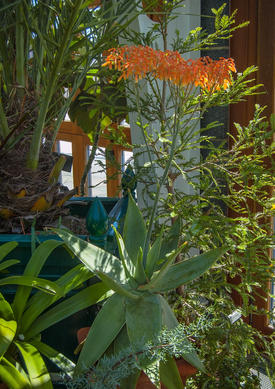 Aloe saponaria