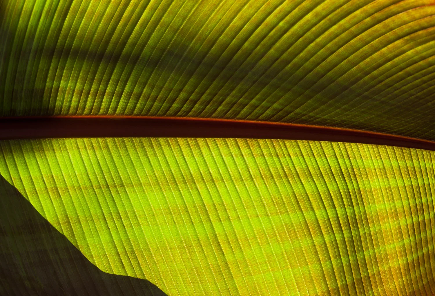 Red Banana Tree Leaf (Musa sumatrana ‘Rojo’)