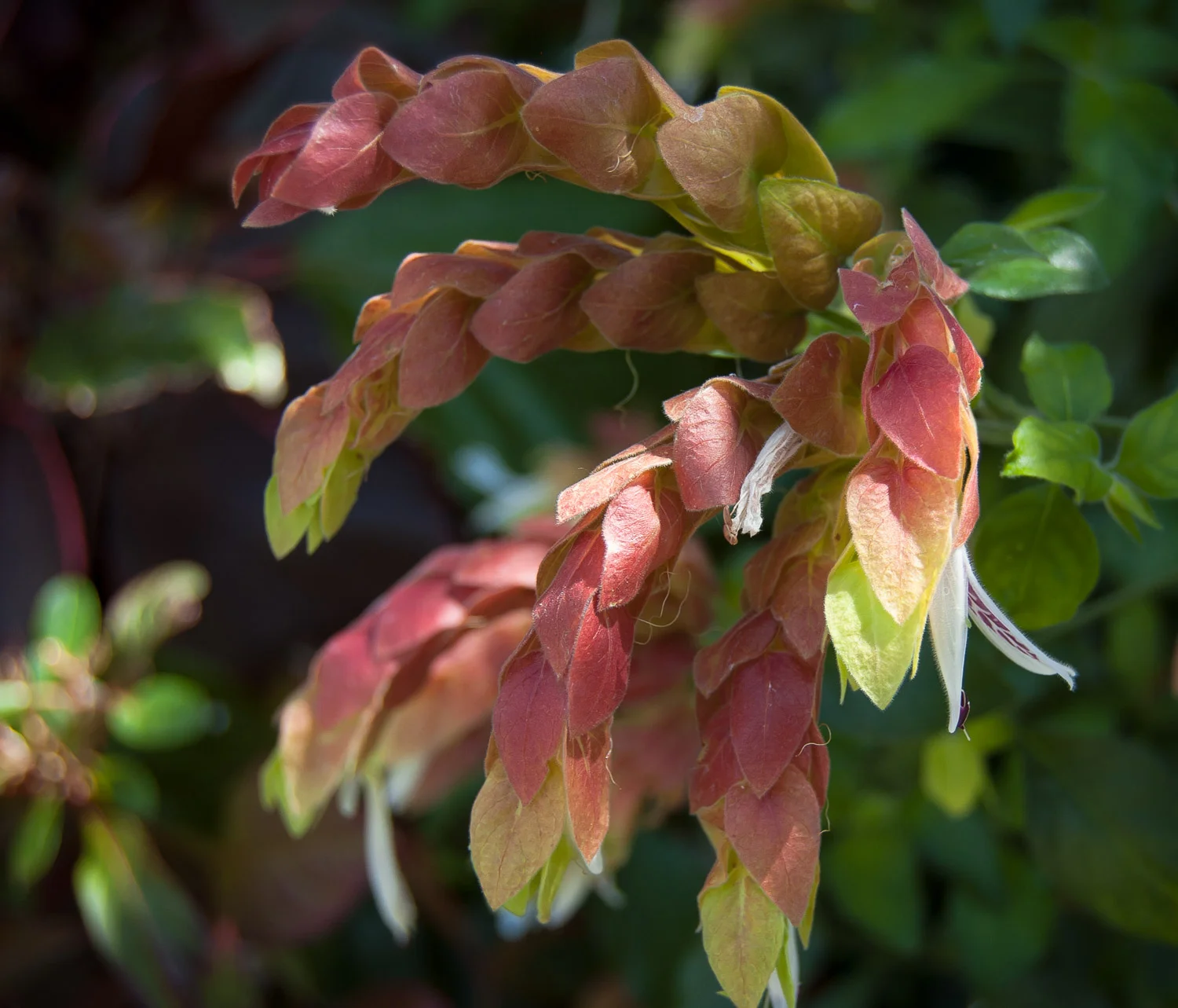 Justicia brandegeeana (Shrimp Plant)
