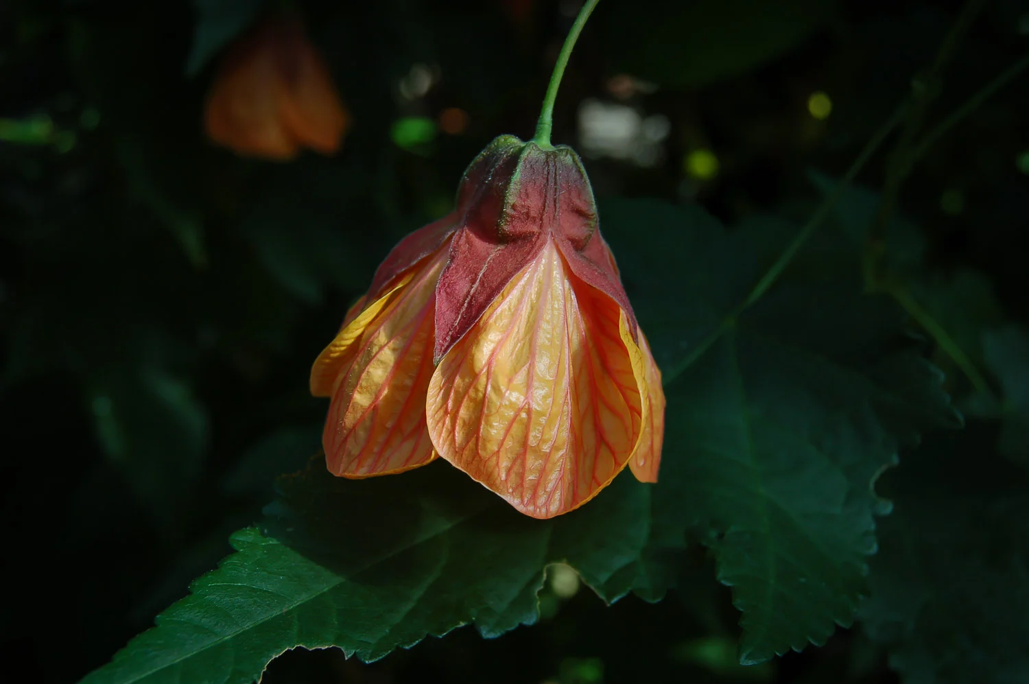Abutilon 'Orange Hot Lava'