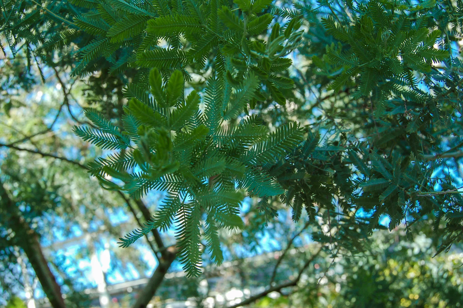 Acacia Tree