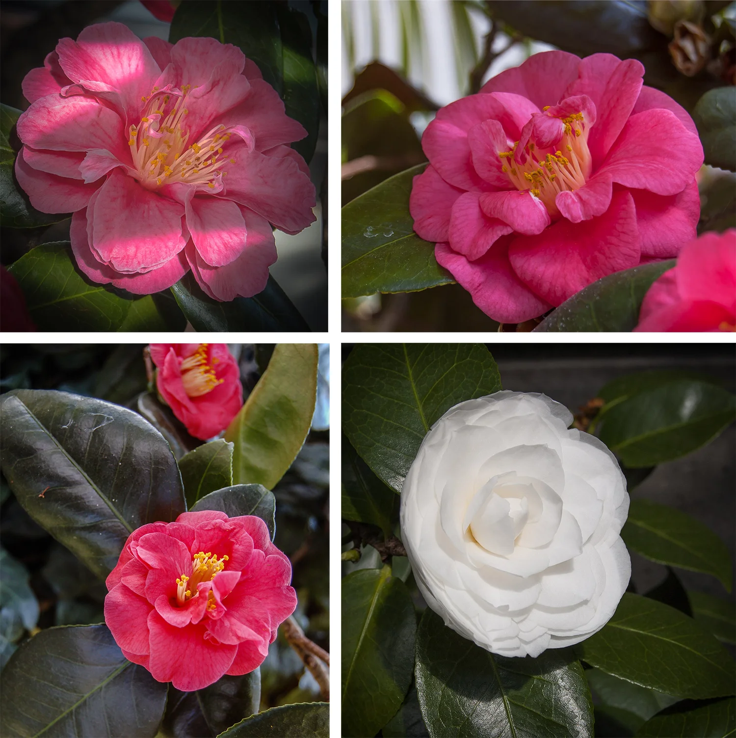Camelias