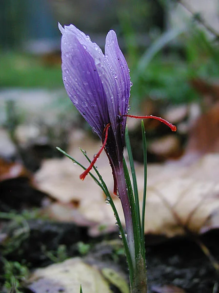 Photo of Crocus sativus: Wikipedia.org