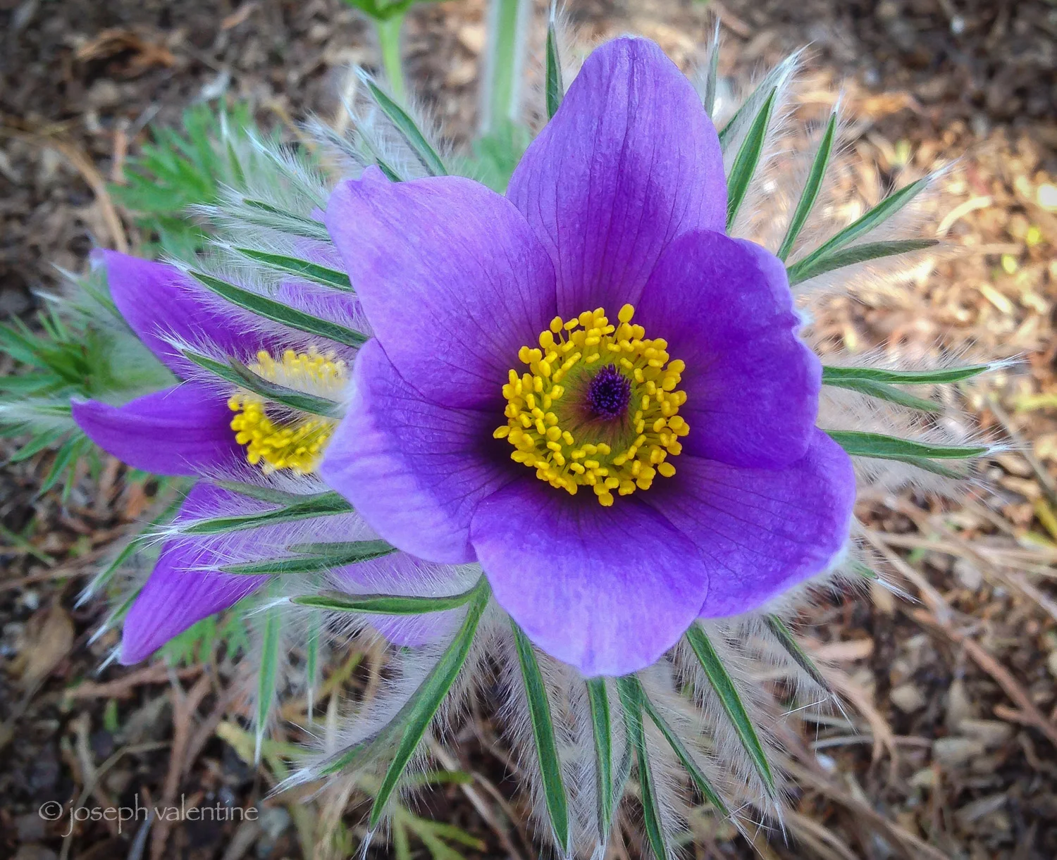 Pulsatilla vulgaris