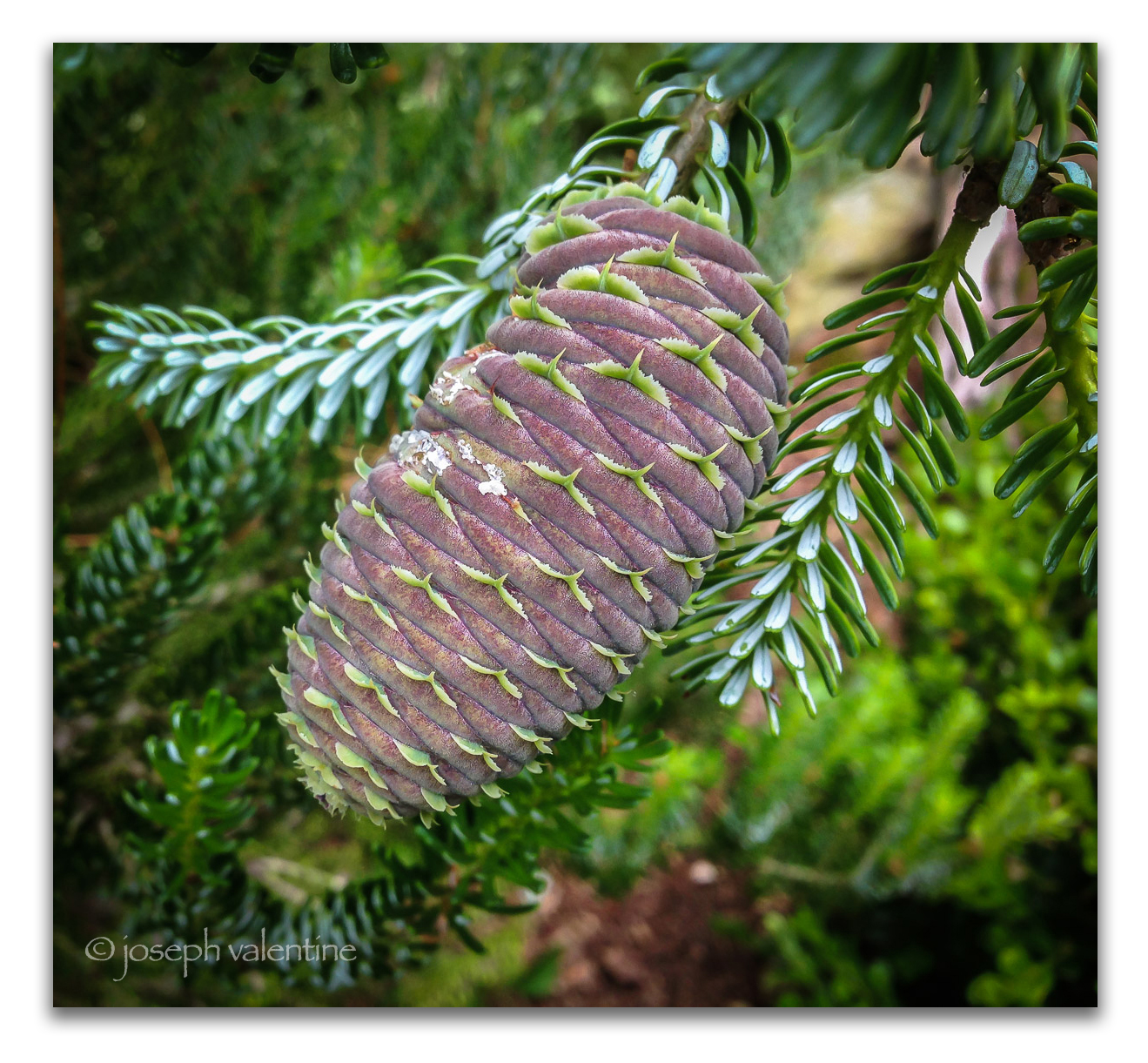 Cone of Abies koreana ’Hortsmann’s Silberlocke’ at Juniper Hill.