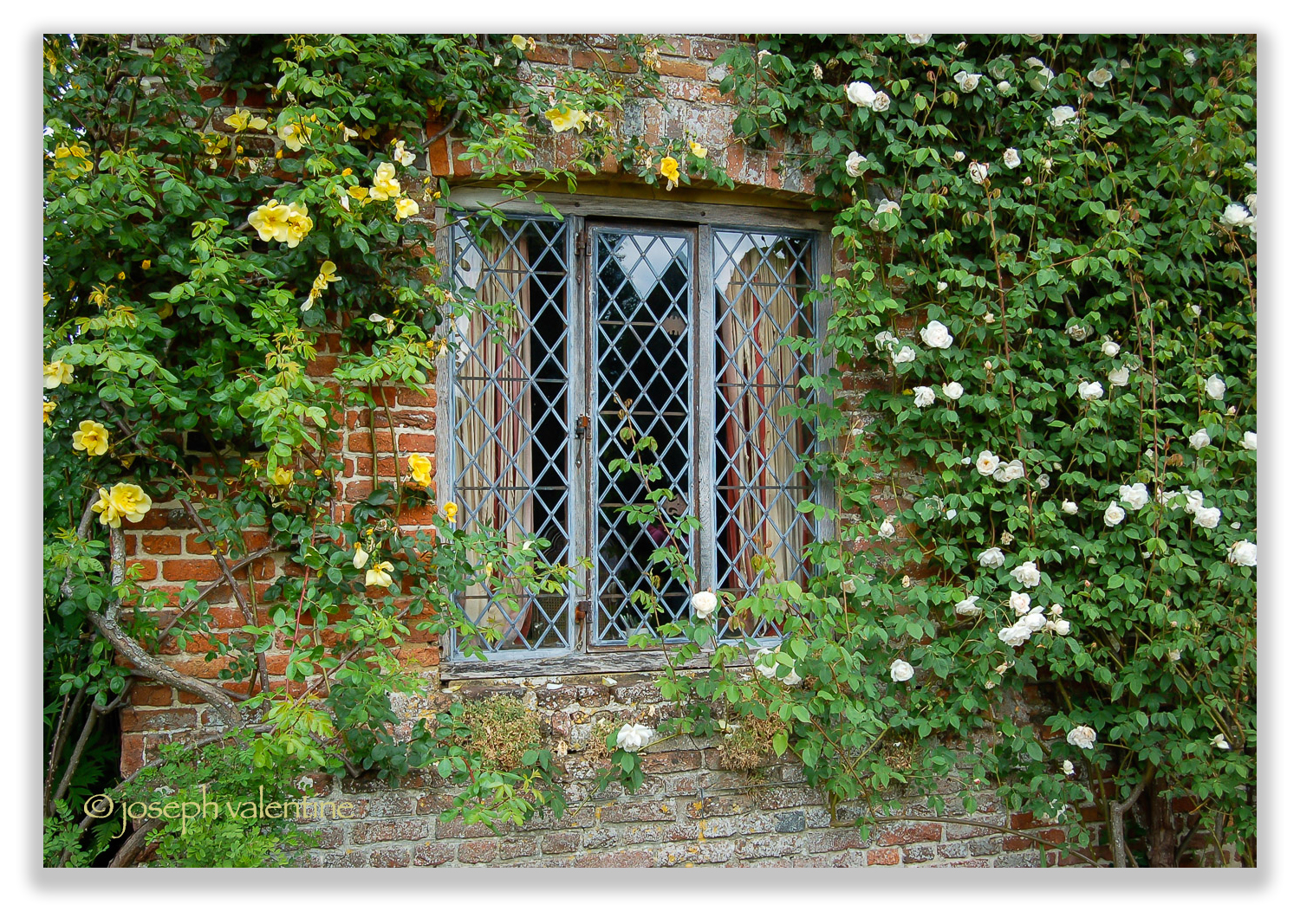 A few of Vita Sackville-West’s favorite roses enhance the aged and mellow brickwork at Sissinghurst. 