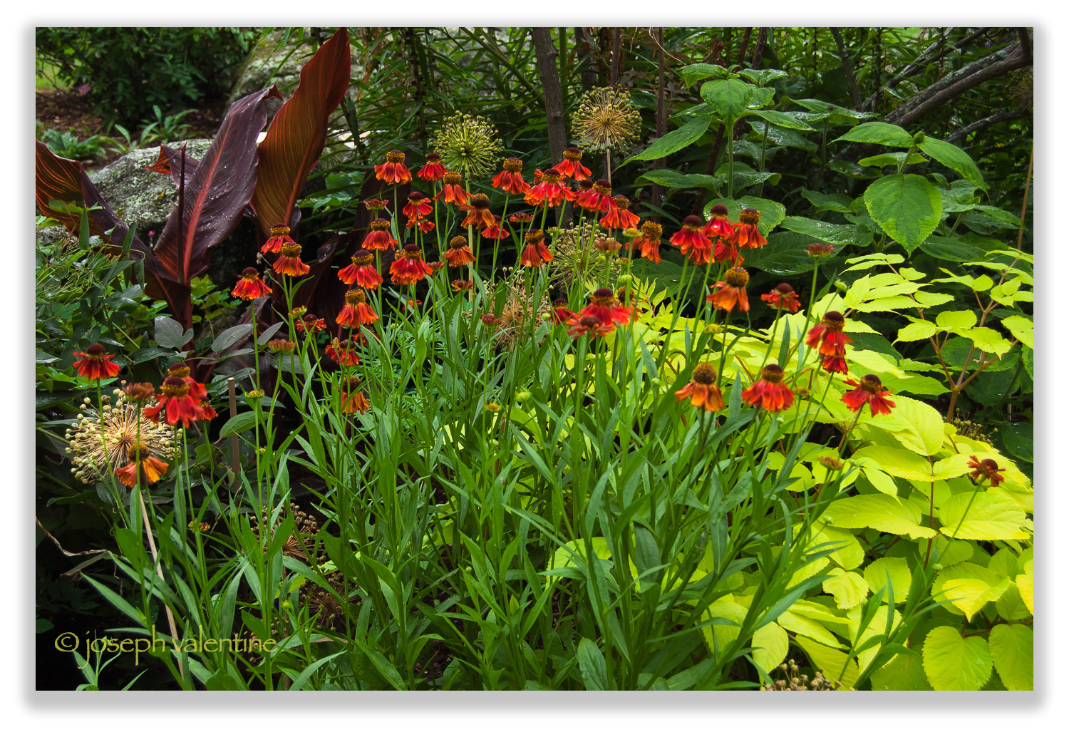 The horticultural equivalent of fireworks light up a corner of the New Hampshire garden of Eleanor Briggs.