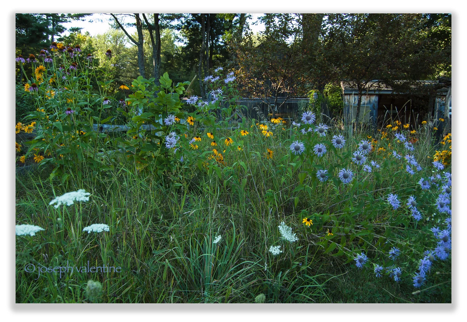 Small grassy areas that we allow to grow “wild” with self-seeded plants provide some of the greatest pleasures in the entire garden as they are usually teeming with native insects and birds.