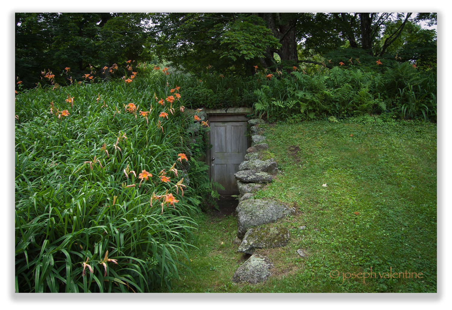 A portal to another world? The weathered-grey door of Eleanor Briggs' root cellar is set within a bank of daylilies and ferns.