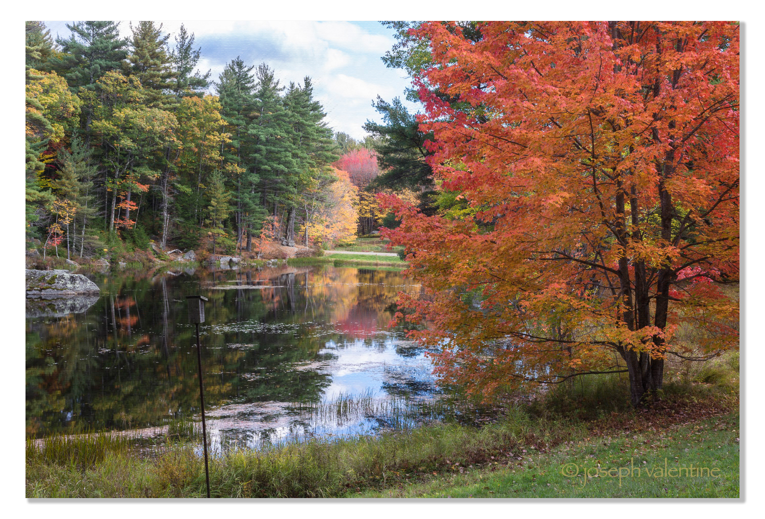 Orange Maple, Hancock, New Hampshire