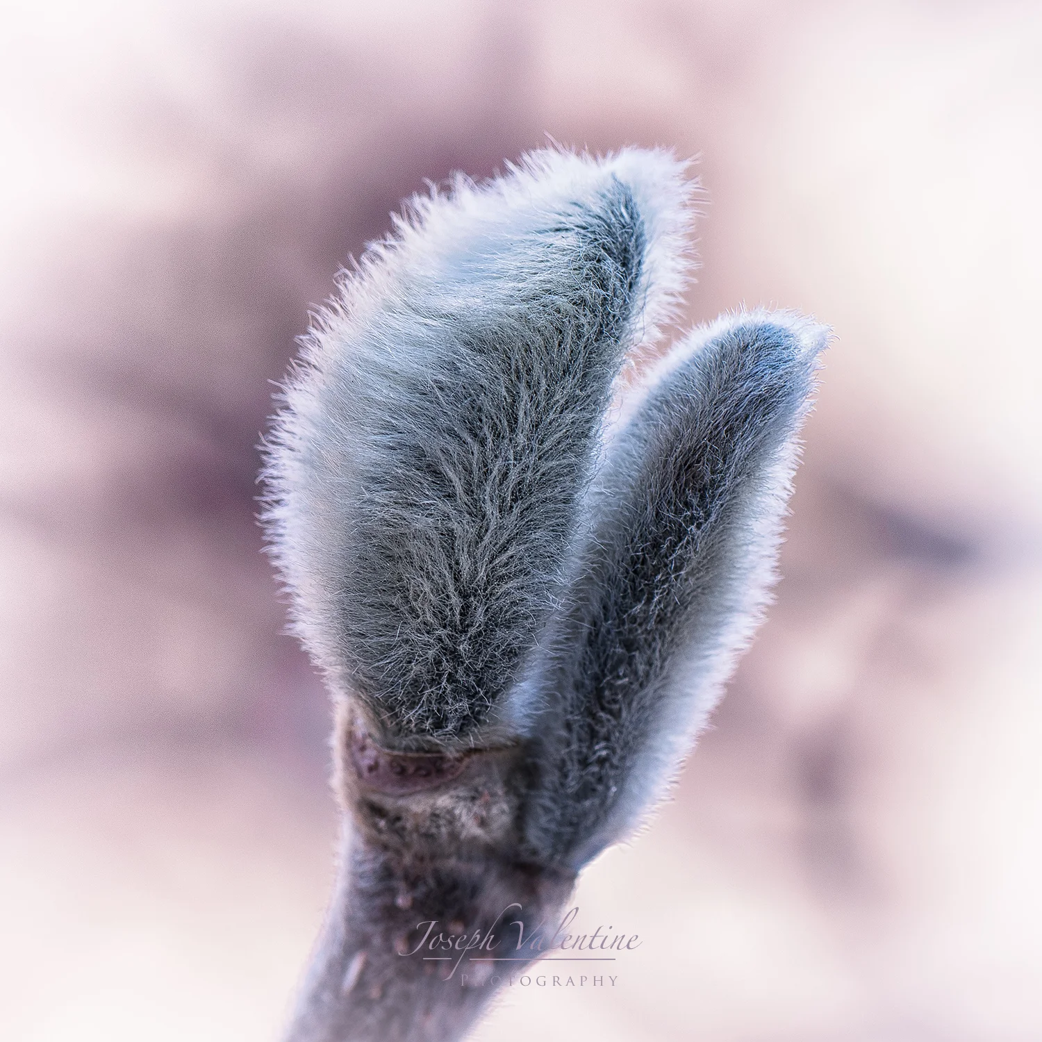 Nikon D810 Nikkor 105mm f/2.8 1/25 sec f/11 105mm ISO 100