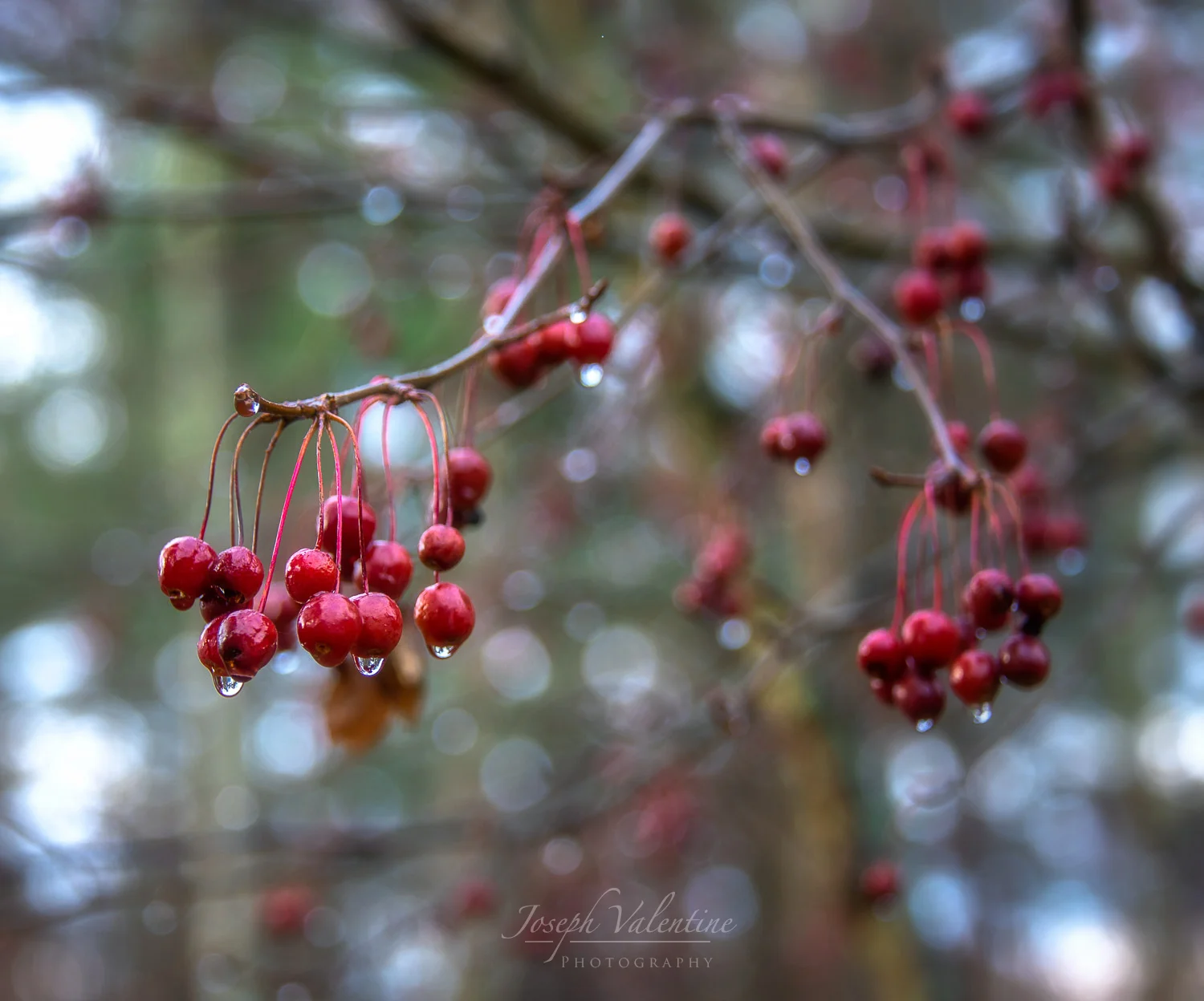 Nikon D610 Nikkor 28-300mm f/3.5-5.6 1/30 sec f/5.3 92mm ISO 250