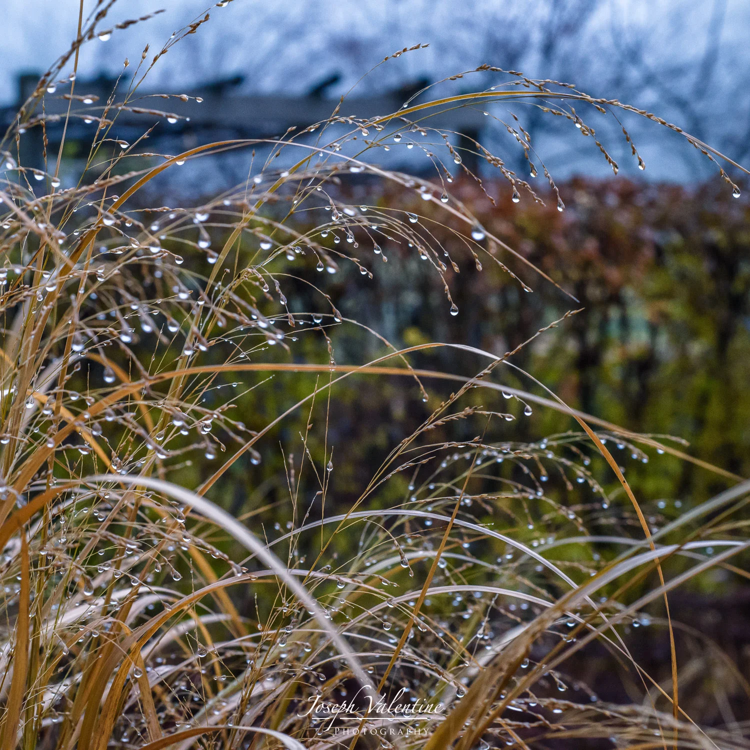 Nikon D810 Nikkor 50mm f/1.8 1/50 sec f/8.0 50mm ISO 3600