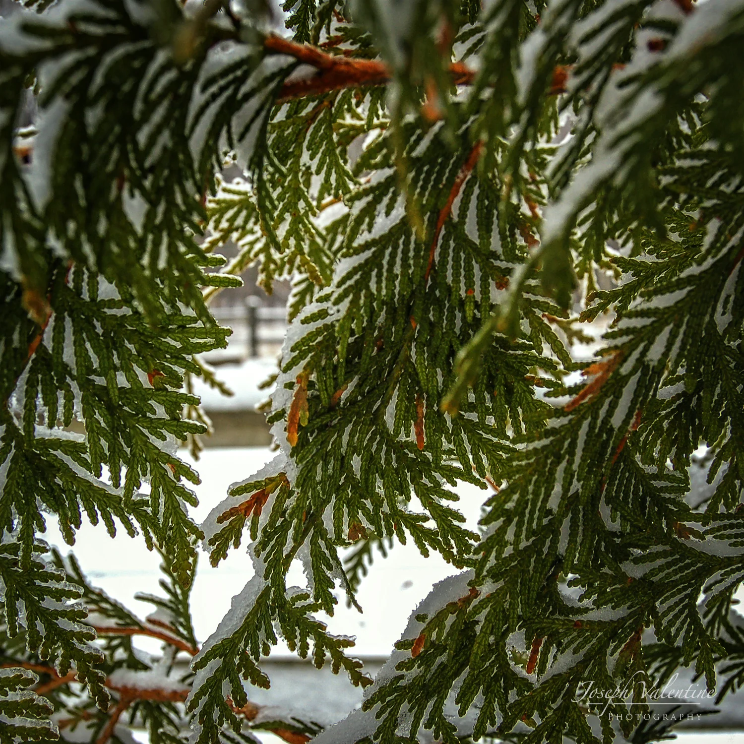 Nikon D50 18-55mm f/3.5-5.6 1/60 sec. f/6.3 26mm ISO 400