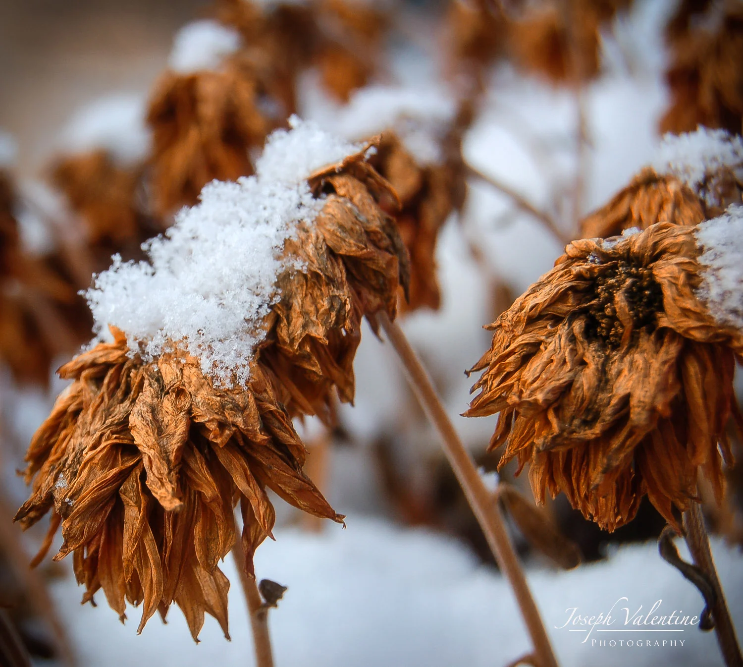Nikon D50 18-55mm f/3.5-5.6 1/80 sec. f/8.0 52mm ISO 200