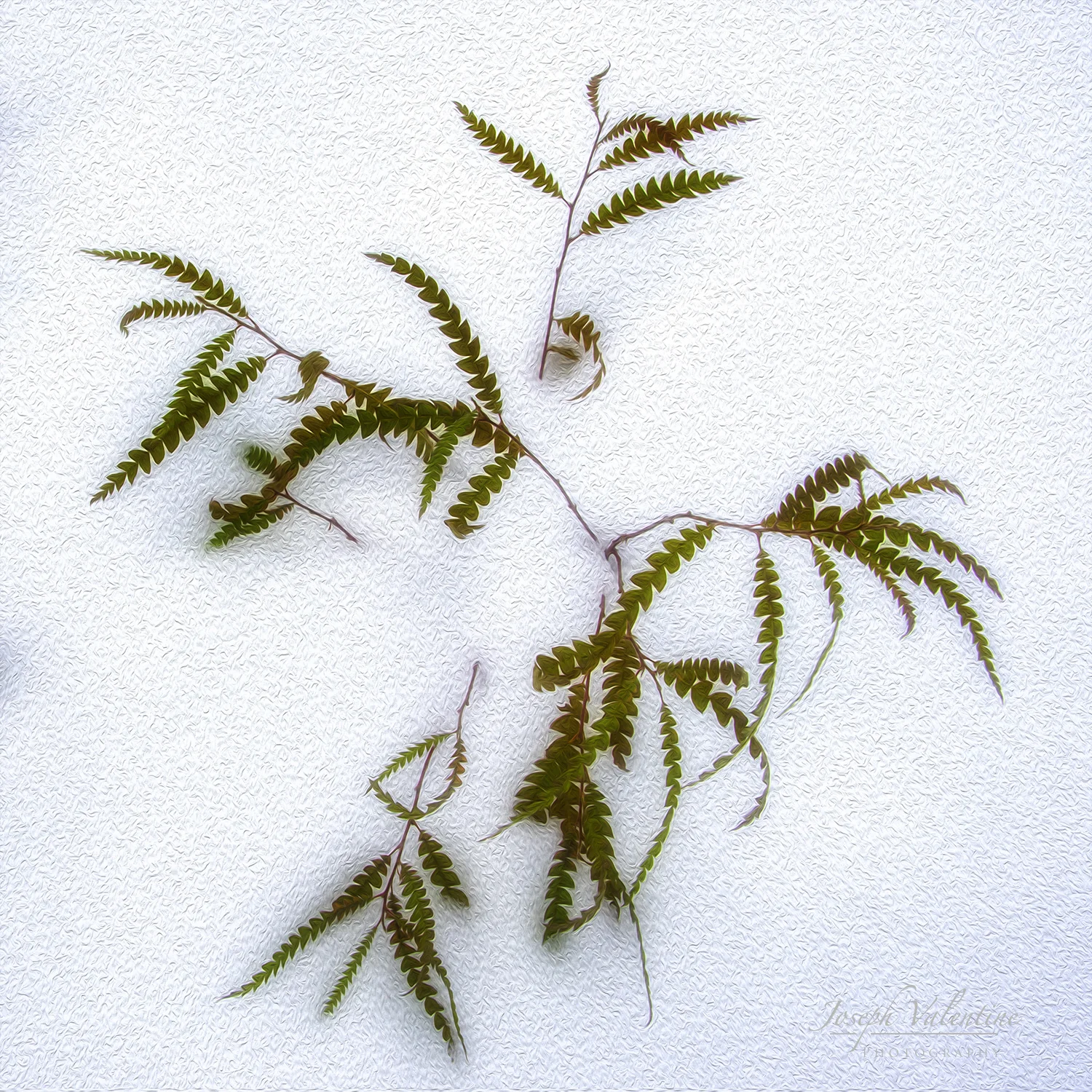 Nikon D610 Nikkor 28-300mm f/3.5-5.6 1/125 sec f/13 40mm ISO 250