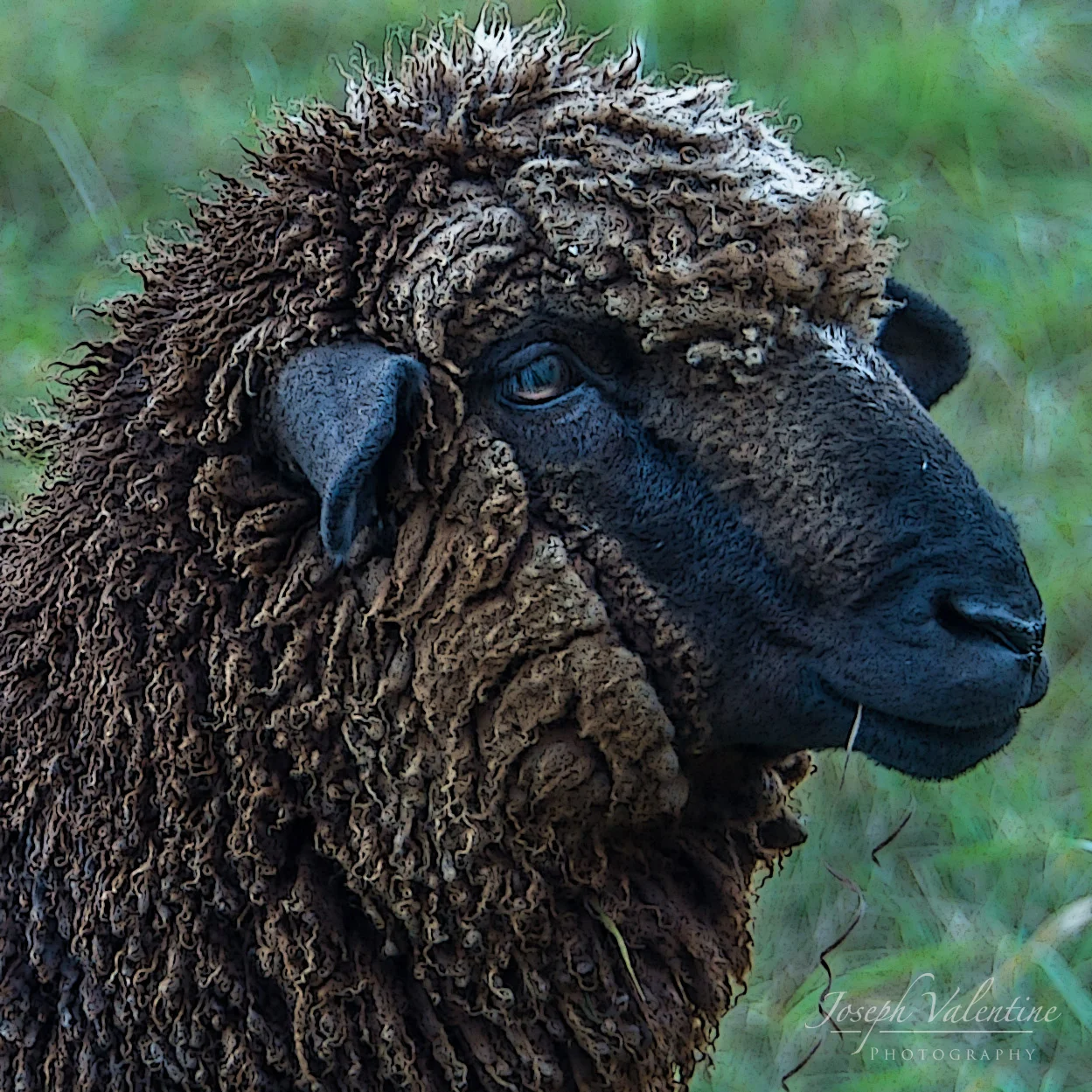 Nikon D610 Nikkor 28-300mm f/3.5-5.6 1/45 sec f/5.3 105mm ISO 160