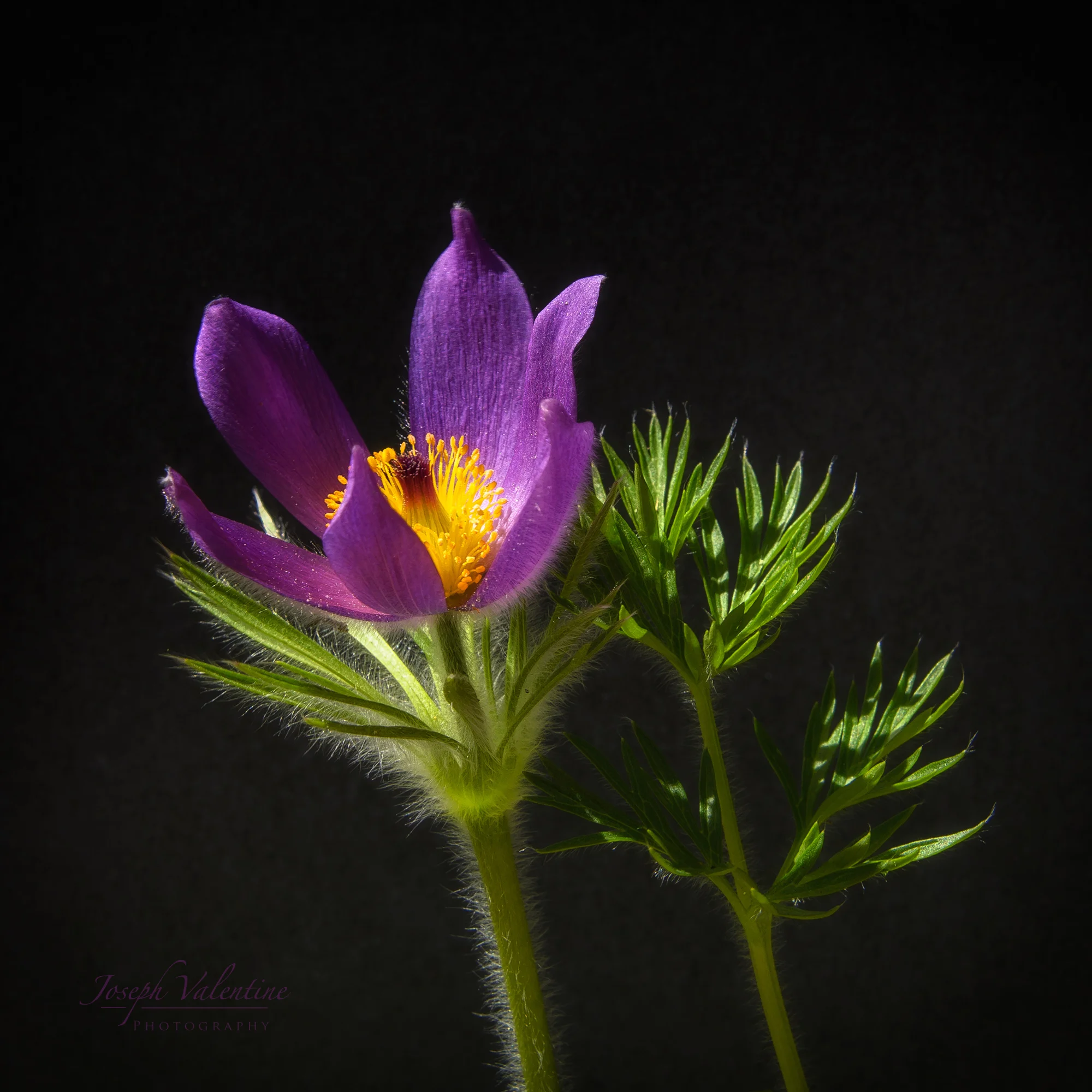 Nikon D610 Nikkor 28-300mm 1/100 sec f/14 82mm ISO 200
