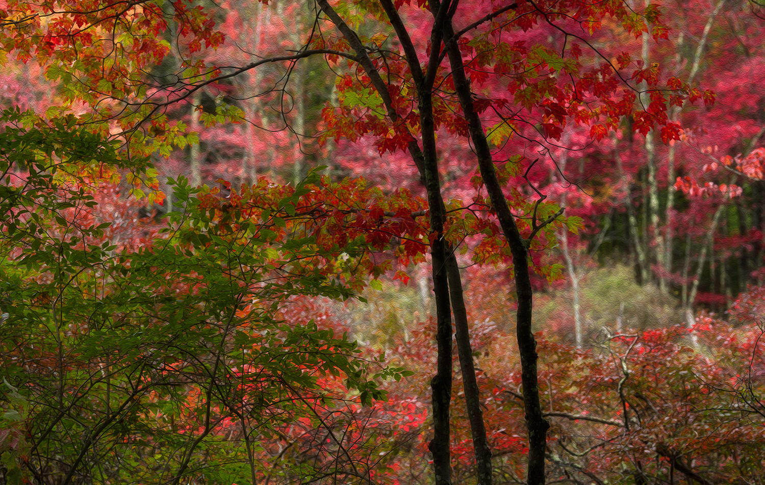 Nikon D810 Nikkor 70-200mm f/2.8 1/250 sec f/4.0 70mm ISO 125