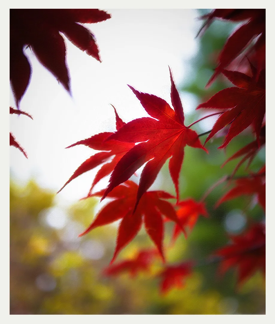 Nikon D610 Nikkor 24-70mm f/2.8 1/250 sec f/2.8 45mm ISO 400