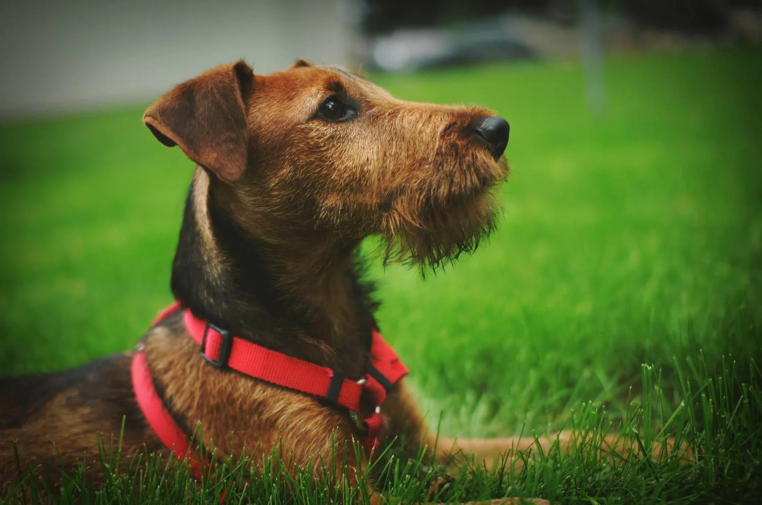 Oakley Rembrandt Laeger