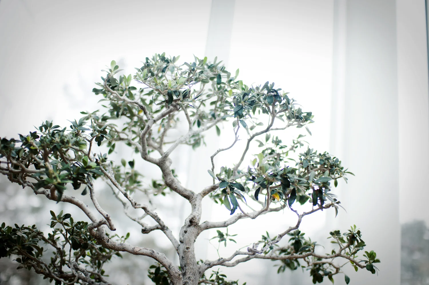 Como Conservatory: A February Escape