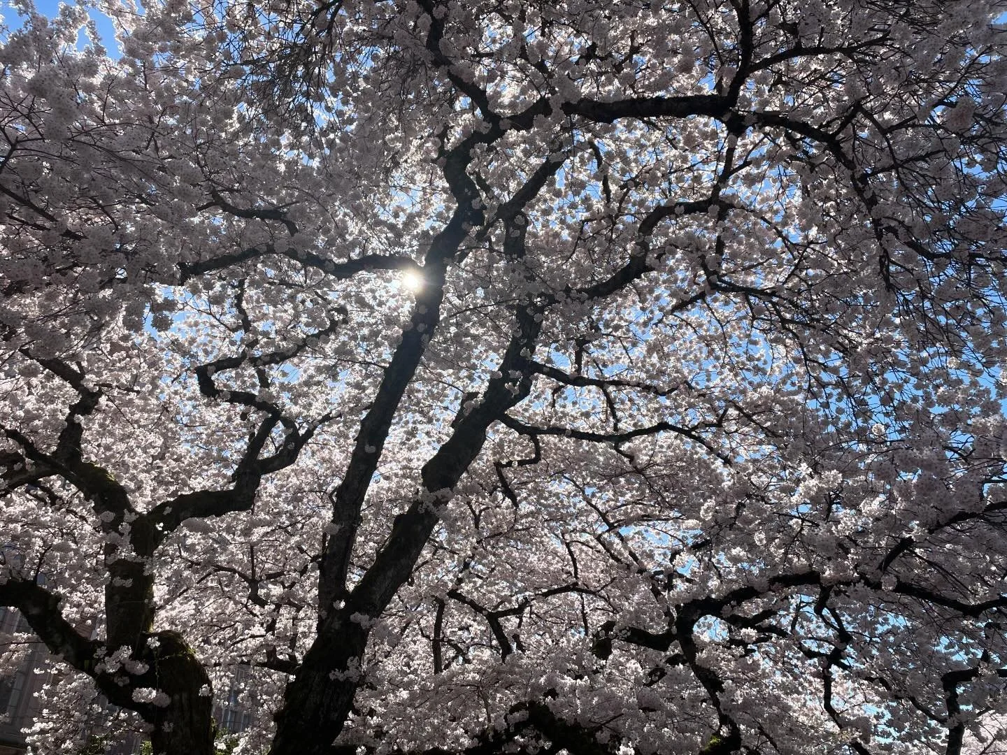 TreeBlossoms.jpeg