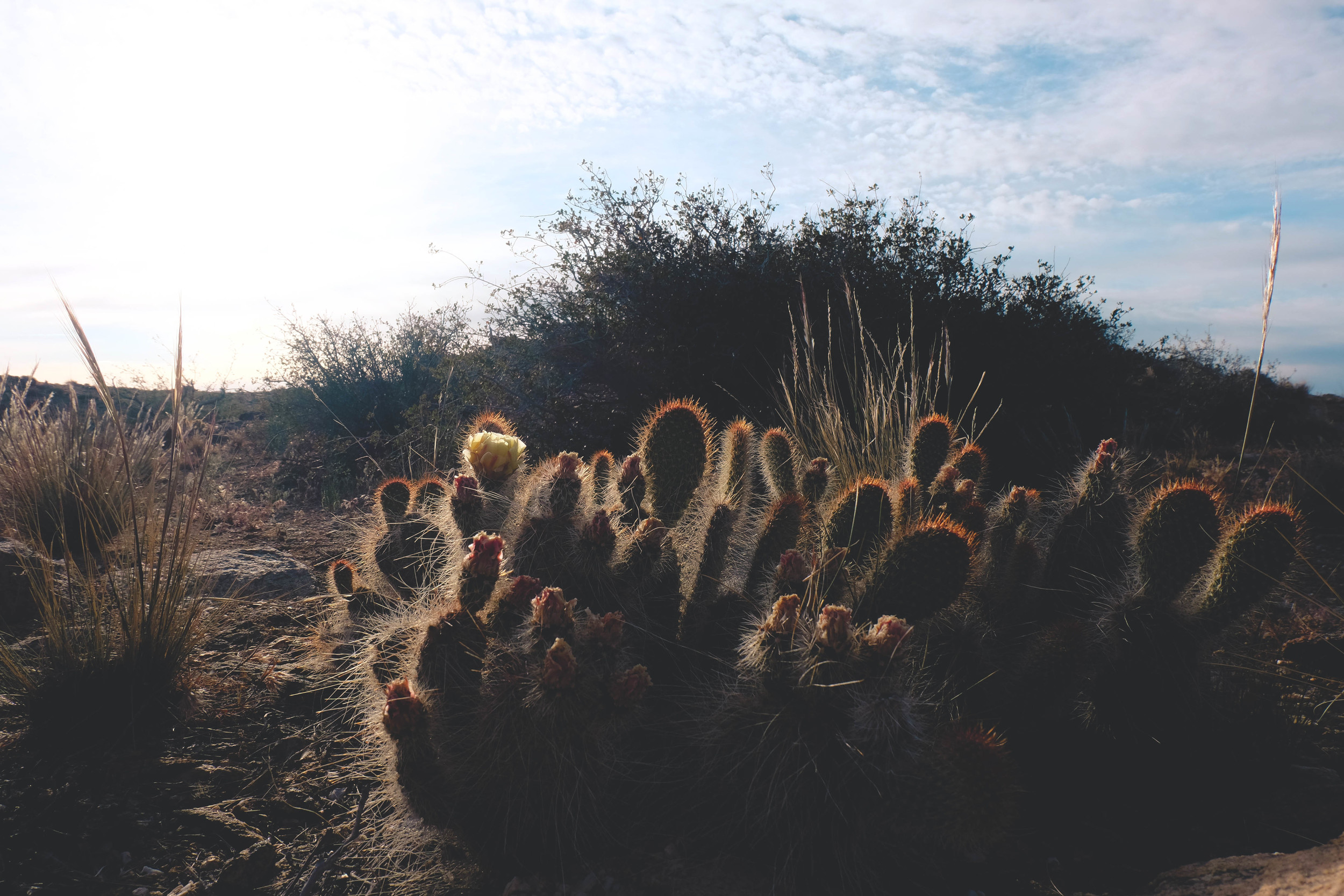  cactuseseseses. 