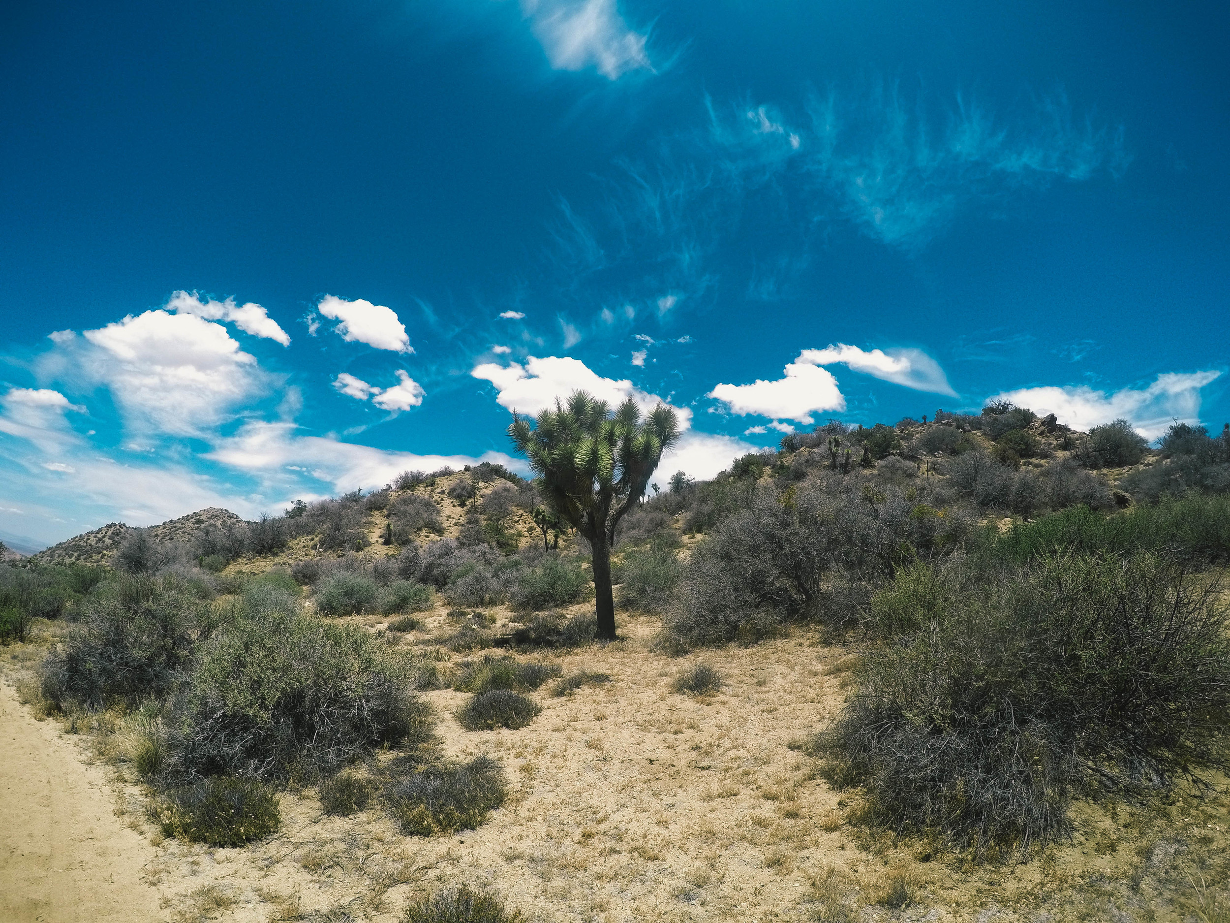   California Riding and Hiking Trail  | Joshua Tree, CA 