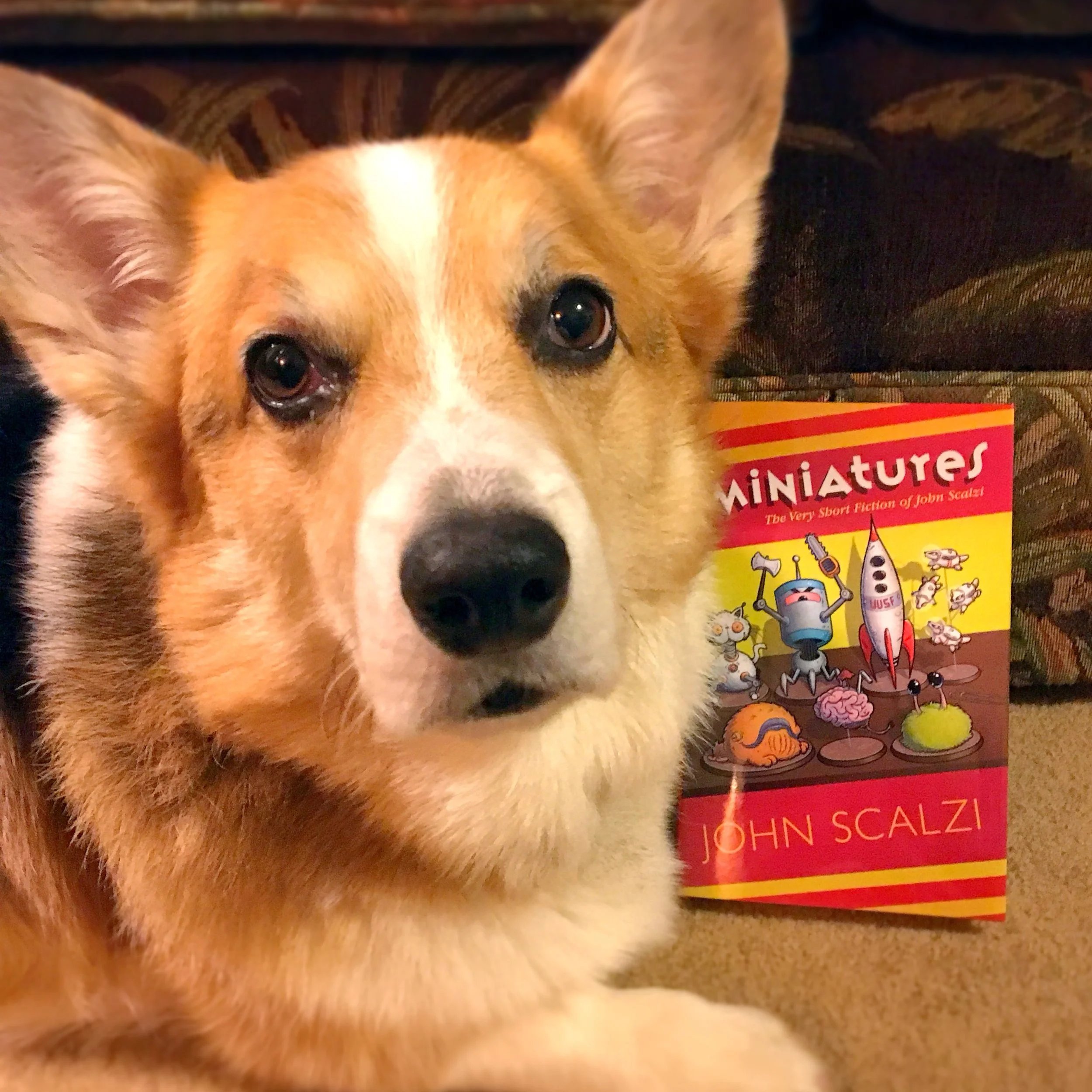 Also, pupper approved!