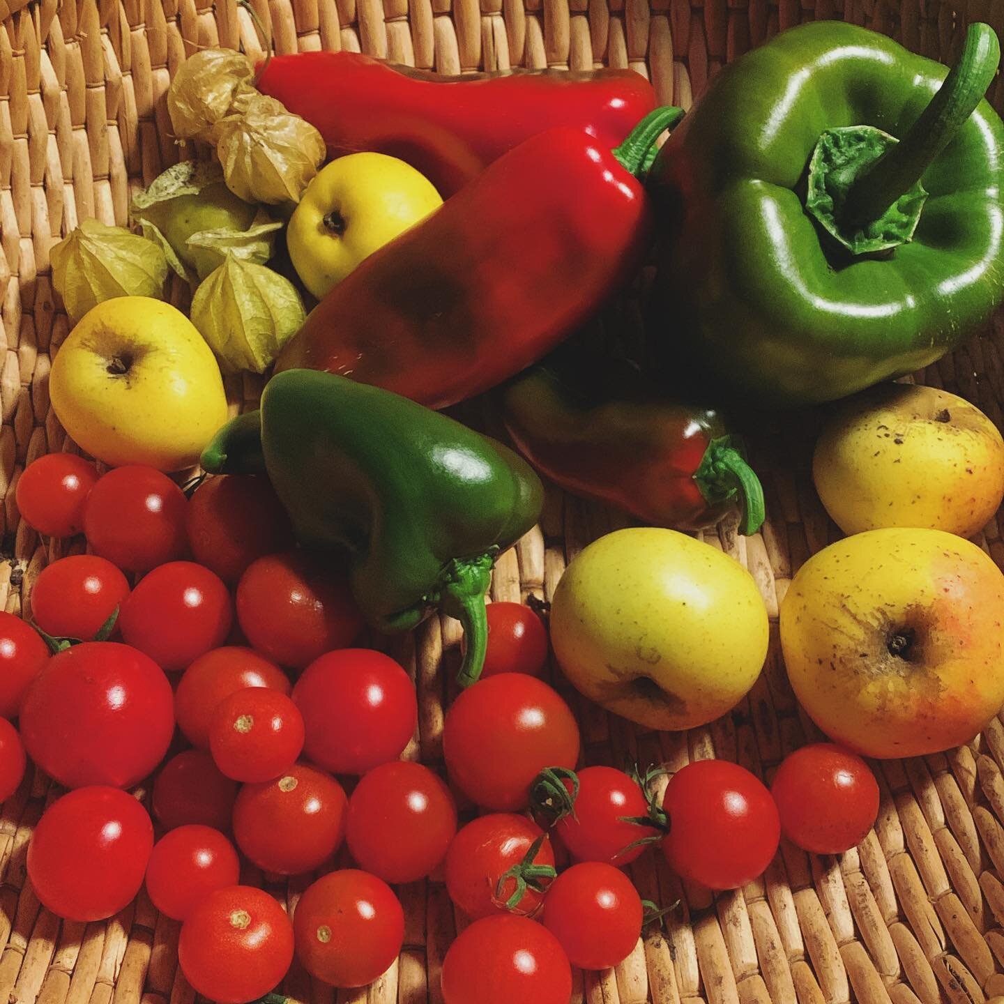 Das warme Wetter verl&auml;ngert die Ernte. 💚 Nat&uuml;rlich wird nicht mehr alles reif werden, aber die letzten Tomaten sind noch herrlich fruchtig. Bald geht dann schon wieder die Planung los f&uuml;r die n&auml;chste Saison. 🧑🏻&zwj;🌾🥒🍓🫑🥕🌽