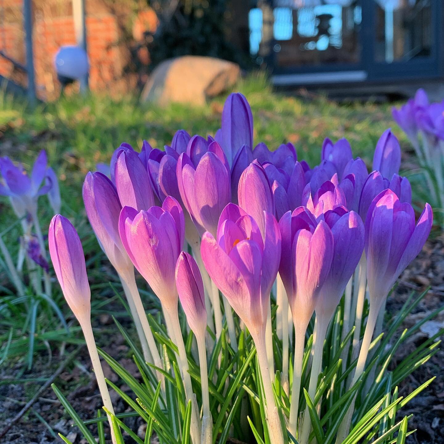 Auch wenn es nachts noch frostig ist, ganz langsam kommt der Fr&uuml;hling! 😍