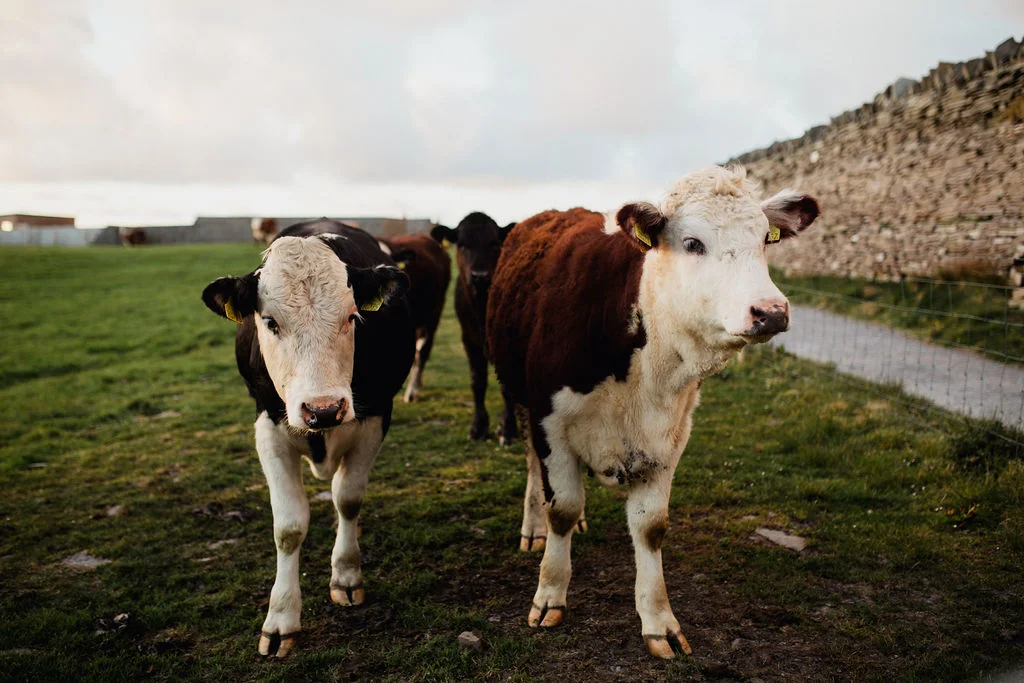 ireland desjardins studio rachel desjardins travel photography all rights reserved hostel dublin minnesota photographer lizcannor doolin liffs of moher boat dance cows moo