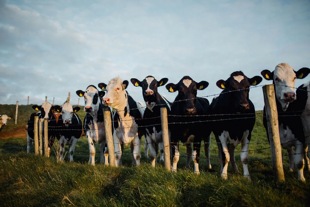ireland desjardins studio rachel desjardins travel photography all rights reserved hostel dublin portbalintrae