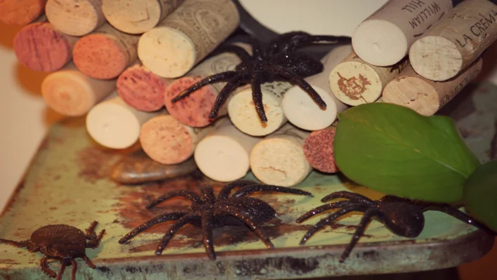 Our Collection of Festive