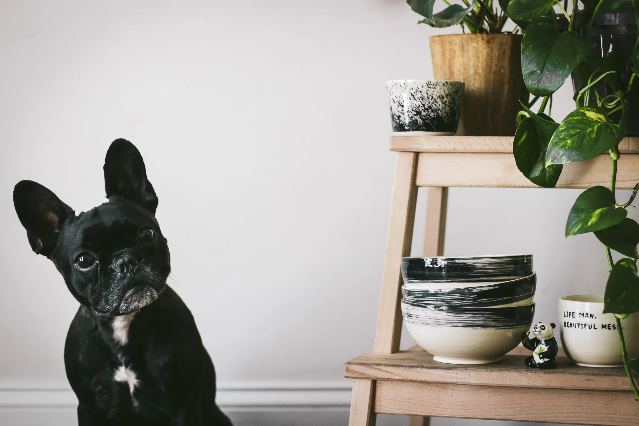 Pup101-2.jpg