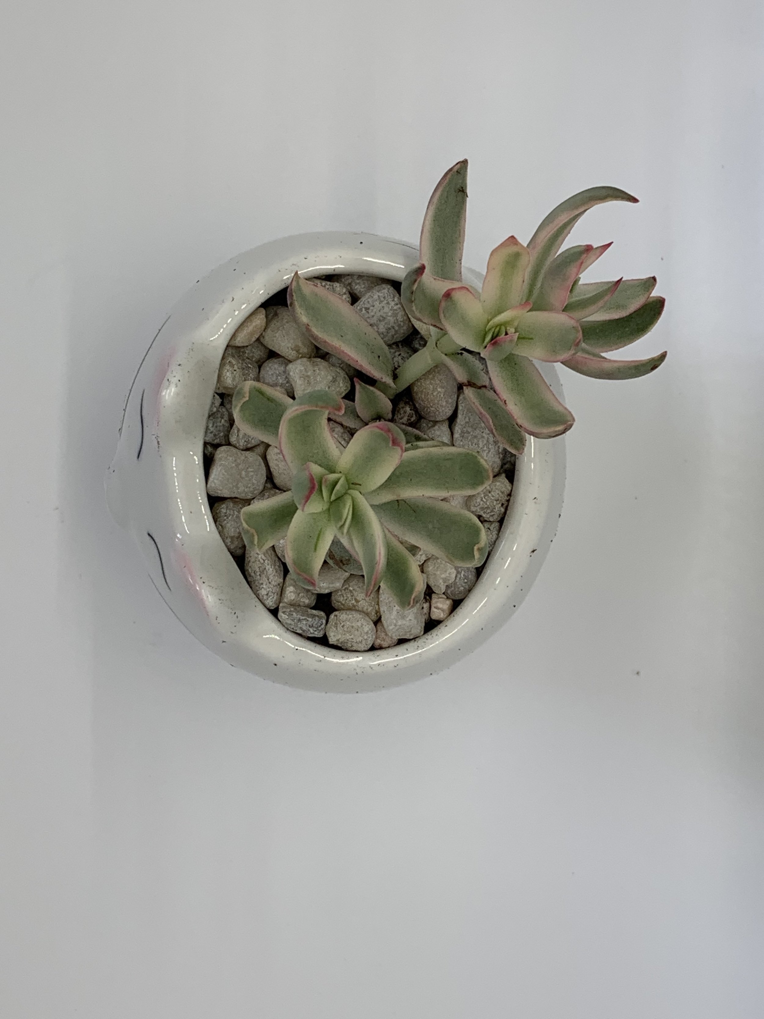 Variegated Pink